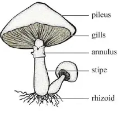 Mushroom diagram